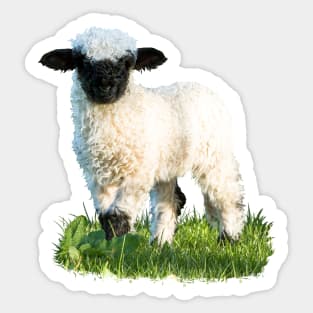 Valais Blacknose Lamb in a Meadow Sticker